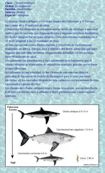 Imagen de Diente fósil de tiburón, collar.