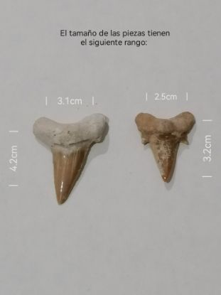 Imagen de Diente de tiburón, fósil,estuche. 