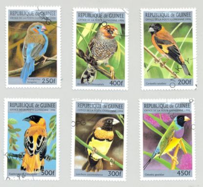 Imagen de GUINEA CONAKRY SERIE AVES 1996 PÁJAROS DE ÁFRICA